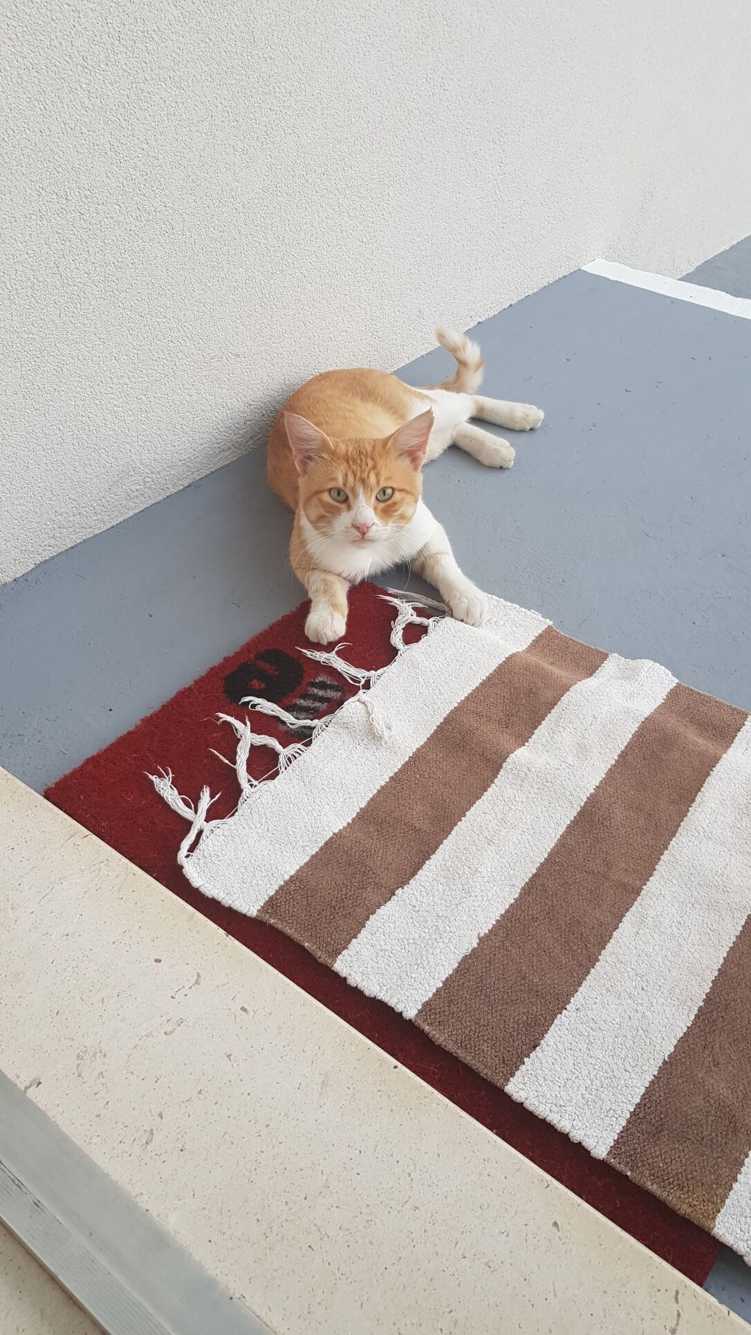 Friendly cat at Dubrovnik accomodation