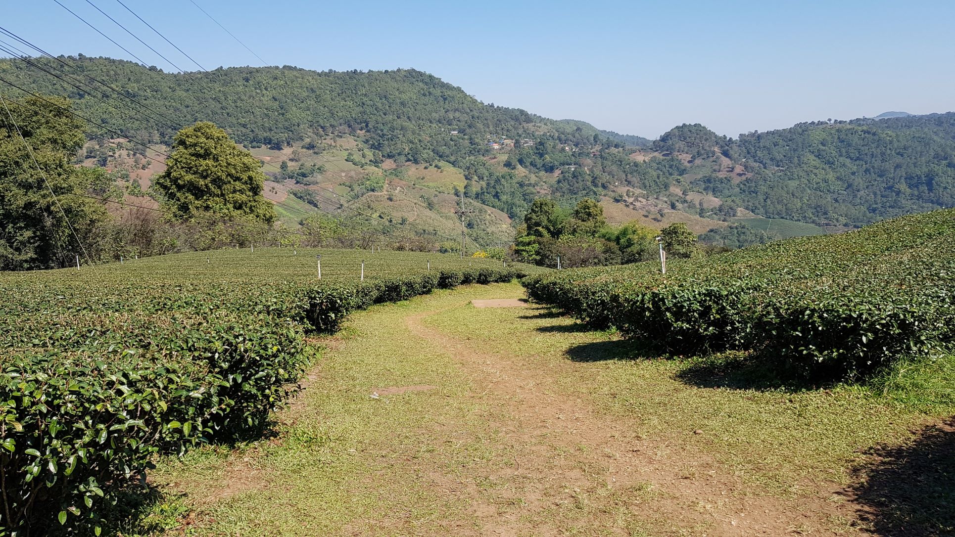 Tea Plantation Chiang Rai